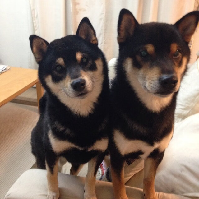 从NBA硬仗到世界杯霸主，米切尔的篮球征服之路