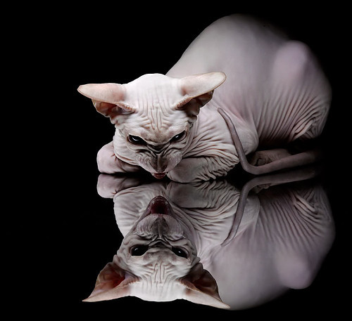 范弗利特,精灵手术师!穿针引线三分封喉,黄蜂外线风暴撕裂森林狼铁壁