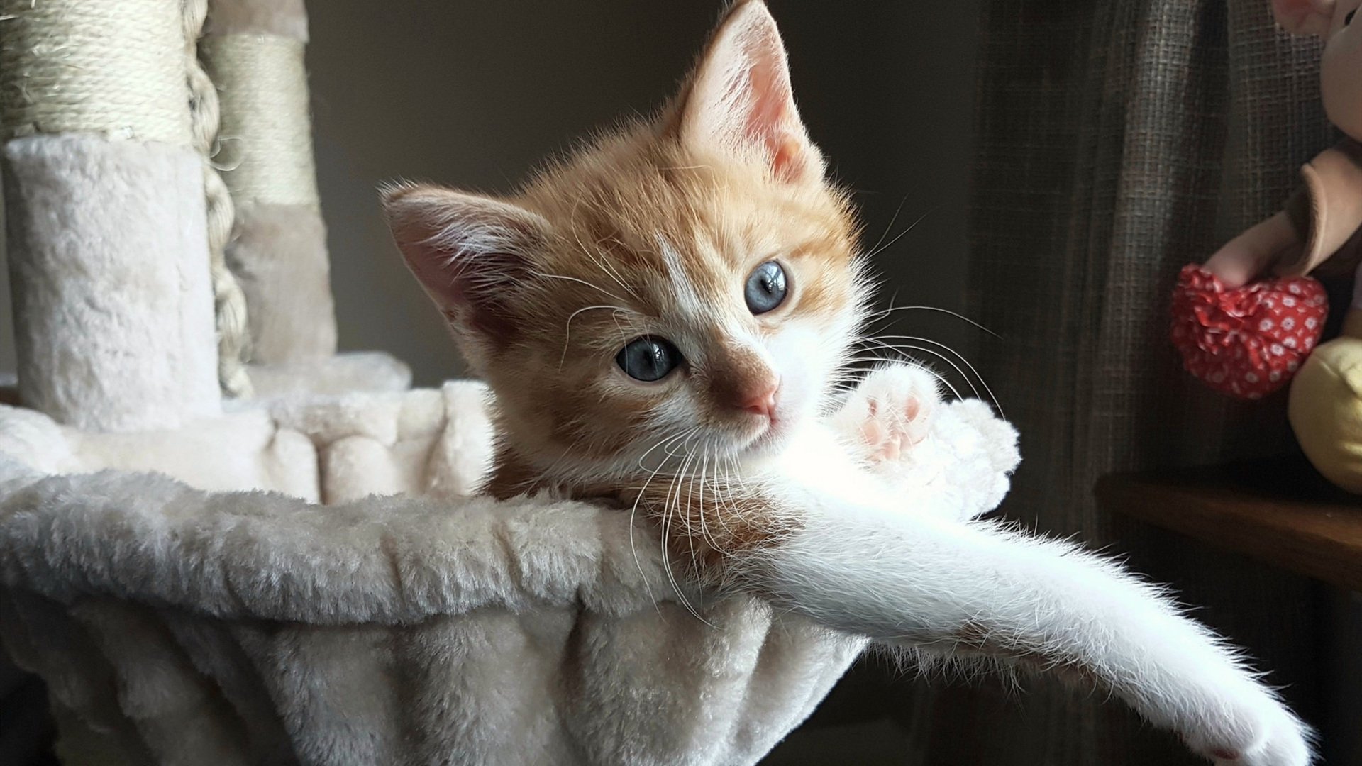 骑士王朝序章,一场被定义为年度焦点的极致碾压战