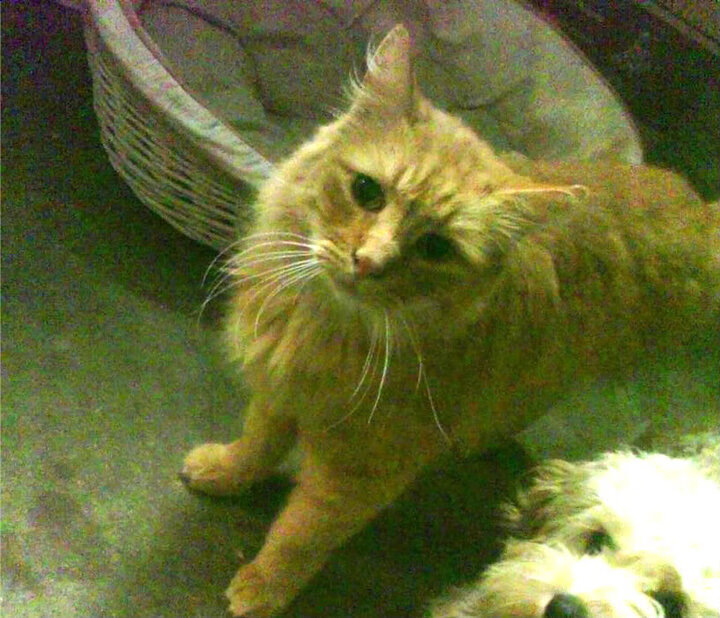 跨界风暴，奥地利淘汰瑞士的足球史诗与苏亚雷斯的NBA总决赛奇幻夜