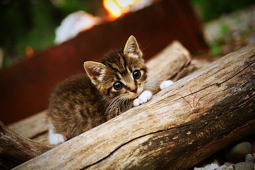 意甲焦点战之夜，金玟哉末节天神下凡，一己之力改写战局