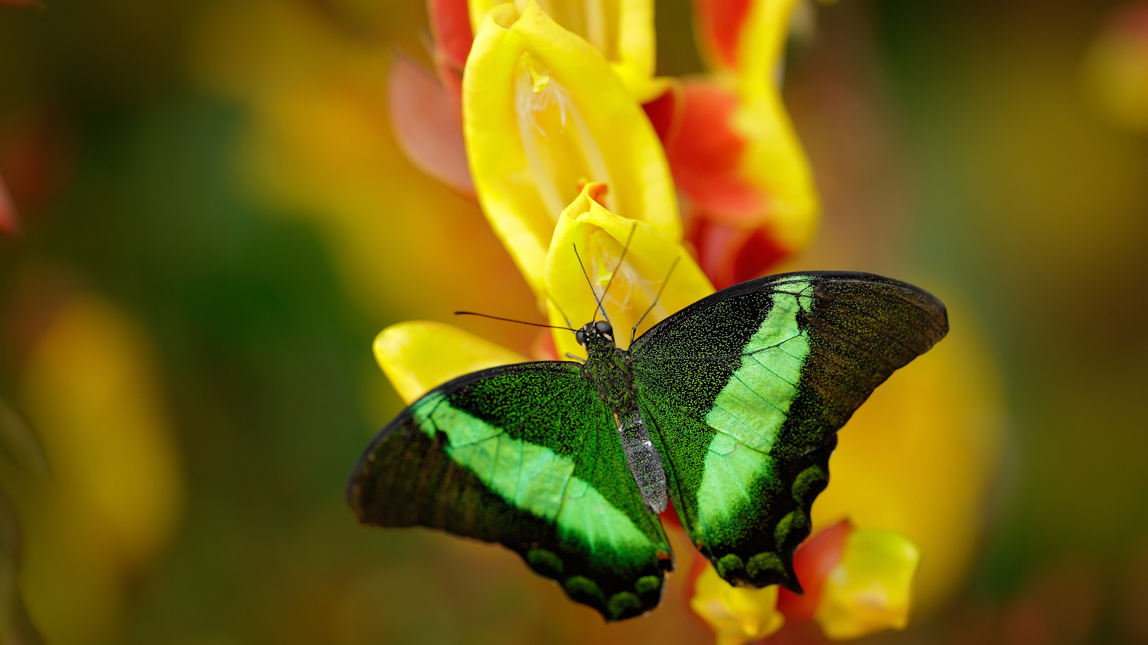 神话续写新篇！门迪如守护神高能输出，希腊智慧终结马里