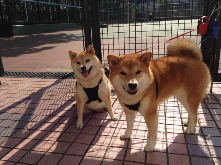 德甲争冠战之夜，奥纳纳用统治级数据定义唯一传奇