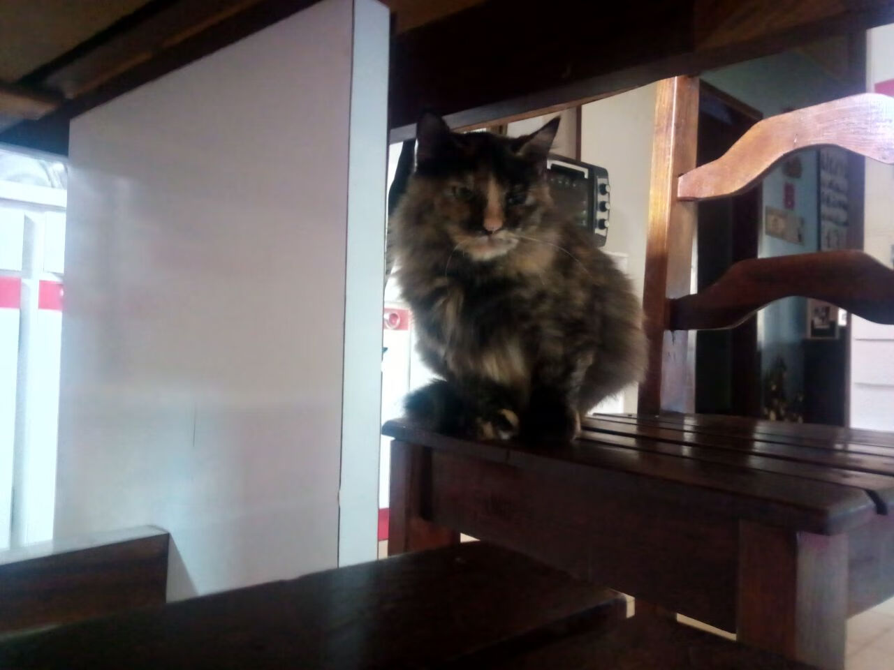 太阳灼烧篮网，武切维奇奥运关键战接管比赛，双线胜利的辉煌篇章