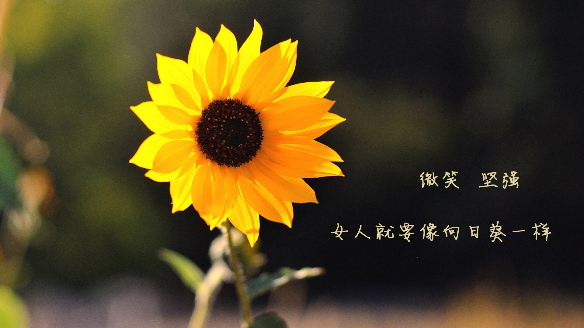 宇宙太阳VS神秘之师！莫兰特跨洋单骑挑落凤凰城
