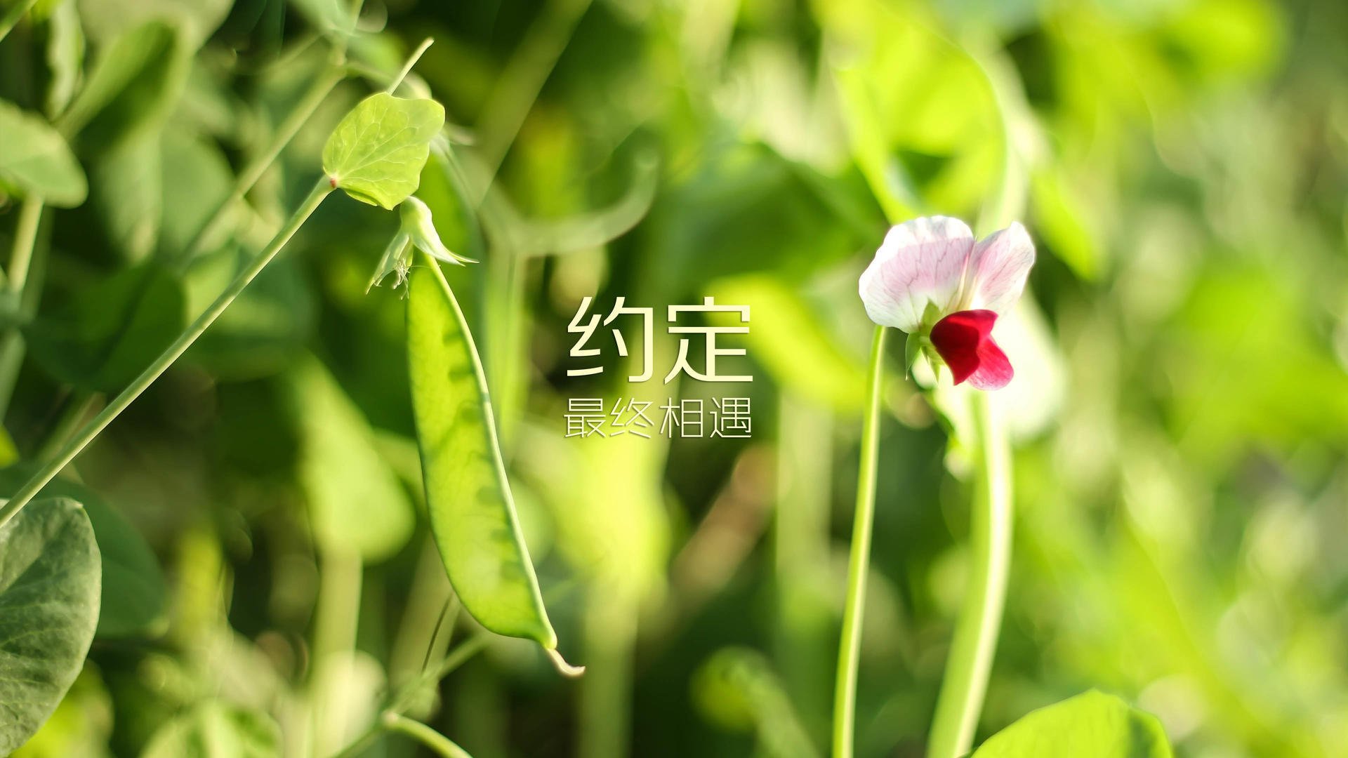 蓝白狂飙与绿洲风暴，2026世界杯F组，乌拉圭的钢铁洪流如何碾碎伊拉克，以及萨内如何点燃攻守转换的闪电战